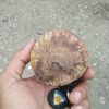 Bibit Tanaman Buah Mulwo Sumatra Utara