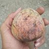 Bibit Tanaman Buah Mulwo Kota Administrasi Jakarta Selatan