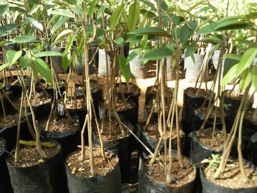 Bibit Buah Durian Musangking Kaki 3 okulasi super unggul Jawa Barat