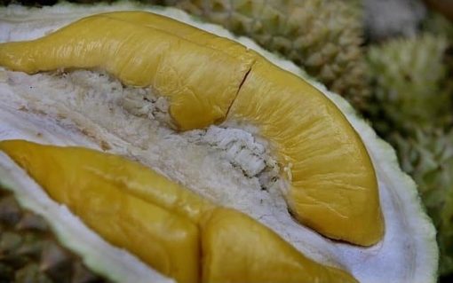 Bibit Buah Durian Musangking Kaki 3 okulasi super unggul Bengkulu