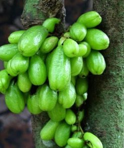 Bibit tanaman buah Bibit Buah Belimbing Wuluh ORI Jawa Tengah
