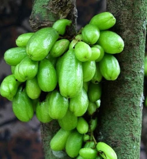 Bibit tanaman buah Bibit Buah Belimbing Wuluh ORI Jawa Tengah