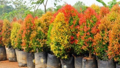 bibit pohon pucuk merah murah berkualitas Sumatra Selatan