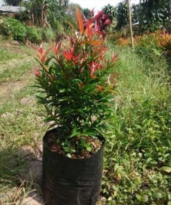 bibit pohon pucuk merah murah berkualitas Sumatra Barat