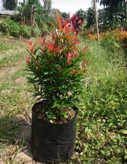 bibit pohon pucuk merah murah berkualitas Sumatra Barat