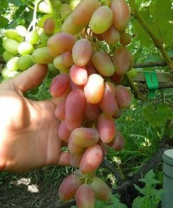 bibit anggur inport transfiguration unggulan Sumatra Utara