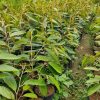 Bibit Durian Montong Super Genjah Bayar di tempat Jawa Timur