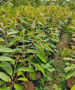 Bibit Durian Montong Super Genjah Bayar di tempat Jawa Timur