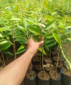 bibit tanaman buah durian bawor Solok