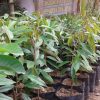 Bibit Tanaman Durian Petruk Jawa Timur