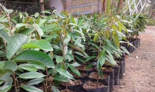 Bibit Tanaman Durian Petruk Jawa Timur
