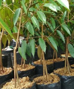 bibit tanaman buah durian montong kaki tiga Kalimantan Timur