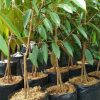 Bibit Tanaman Buah Durian Montong Kaki Tiga Sukabumi
