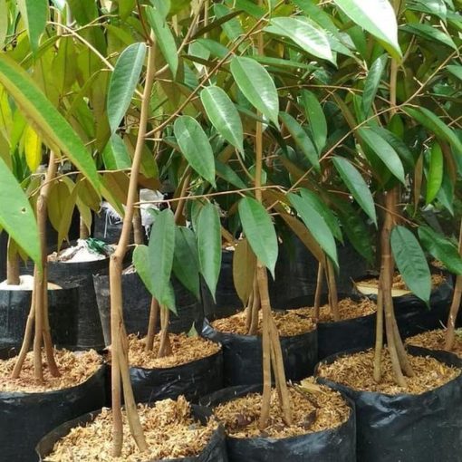 Bibit Tanaman Buah Durian Montong Kaki Tiga Sukabumi