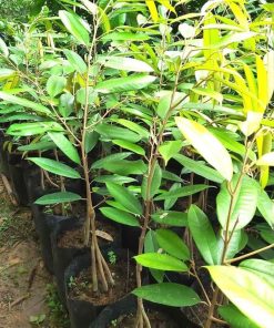 COD bibit durian musangking kaki 3 hasil okulasi Riau