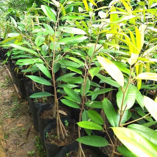 COD bibit durian musangking kaki 3 hasil okulasi Riau