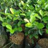 BIBIT BUAH CHERRY VIETNAM MANIS Pontianak