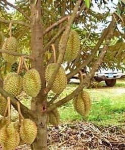 bibit tanaman buah durian musangking bisa Sibolga