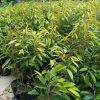 bibit tanaman buah durian musangking bisa Jawa Timur