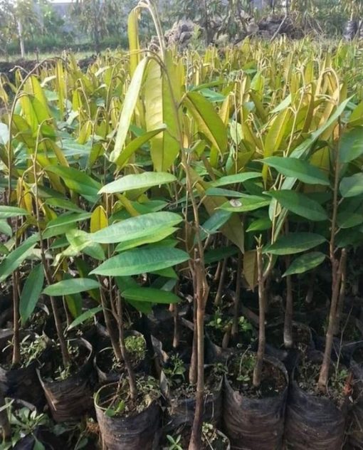 bibit tanaman buah durian musangking bisa Sawahlunto