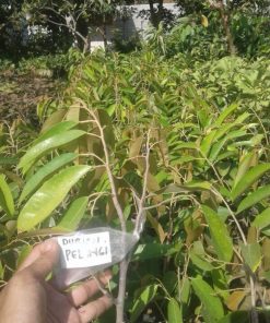 Bibit Tanaman Durian Pelangi Manokwari Unggul Cepat Berbuah Termurah Kota Administrasi Jakarta Barat