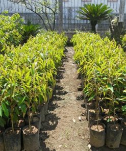 Bibit Tanaman Durian Pelangi Manokwari Unggul Cepat Berbuah Termurah Kota Administrasi Jakarta Barat
