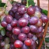 bibit anggur import senator super original Subulussalam