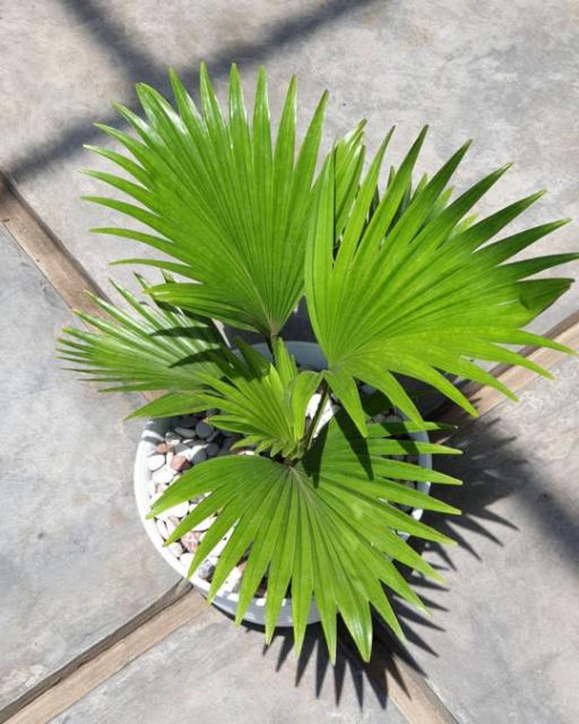 Gambar Produk jual tanaman hias palem kipas pohon palem palem kipas bibit tanaman tanaman hidup bunga hidup murah Ambon