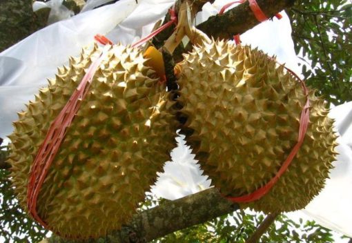 bibit tanaman buah durian montong Nusa Tenggara Barat
