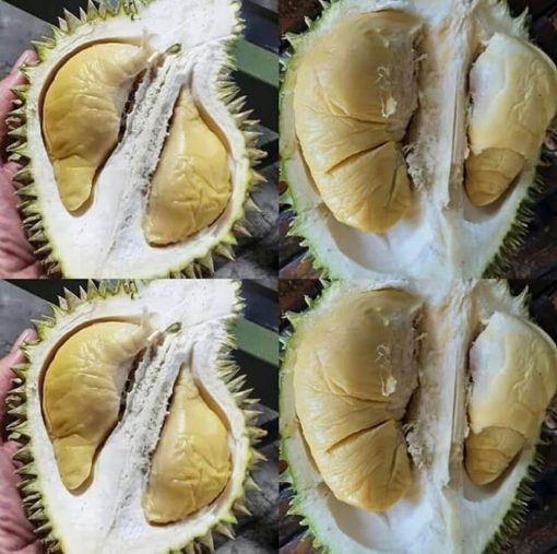 bibit durian montong Makassar