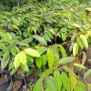 bibit durian bawor cepat berbuah Jawa Barat