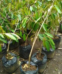 bibit durian duri hitam super hasil okulasi Bandar Lampung