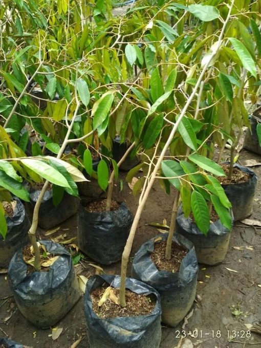 bibit durian duri hitam super hasil okulasi Bandar Lampung