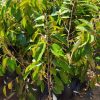 bibit durian duri hitam super hasil okulasi Jawa Barat