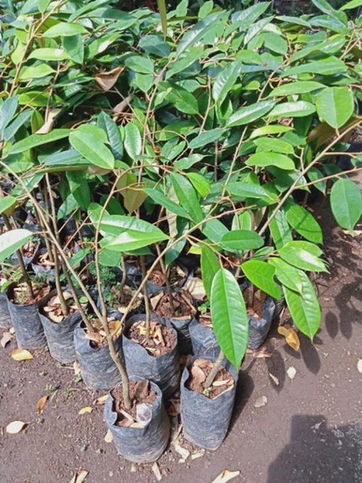 bibit buah durian duri hitam okulasi Pasuruan