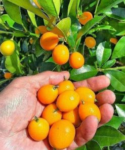 Bibit jeruk nagami genjah manis bisa COD Denpasar