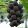 bibit anggur import kyoho Bali