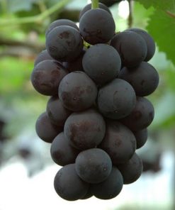 bibit anggur import kyoho Bali