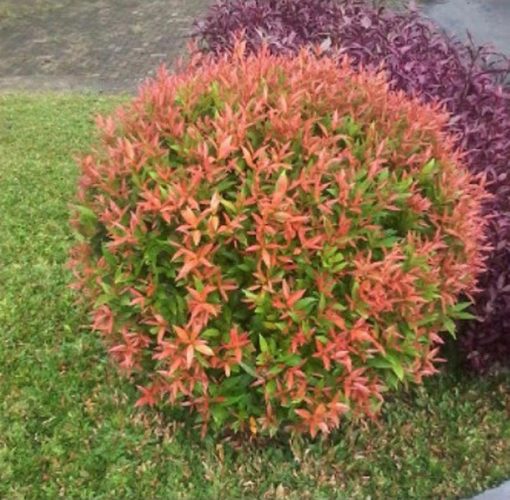 bibit tanaman hias pucuk merah 20cm Sulawesi Tengah