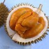Bibit Durian Duri Hitam Super Real Tanaman Buah Durian Duri Hitam Durian Montong Musangking Bawor Sumatra Selatan