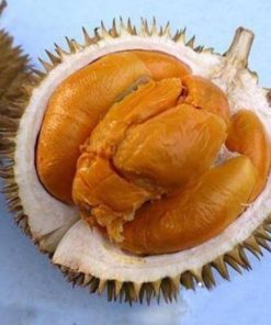 Bibit Durian Duri Hitam Super Real Tanaman Buah Durian Duri Hitam Durian Montong Musangking Bawor Sumatra Selatan