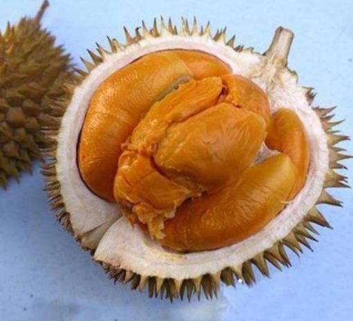 Bibit Durian Duri Hitam Super Real Tanaman Buah Durian Duri Hitam Durian Montong Musangking Bawor Sumatra Selatan