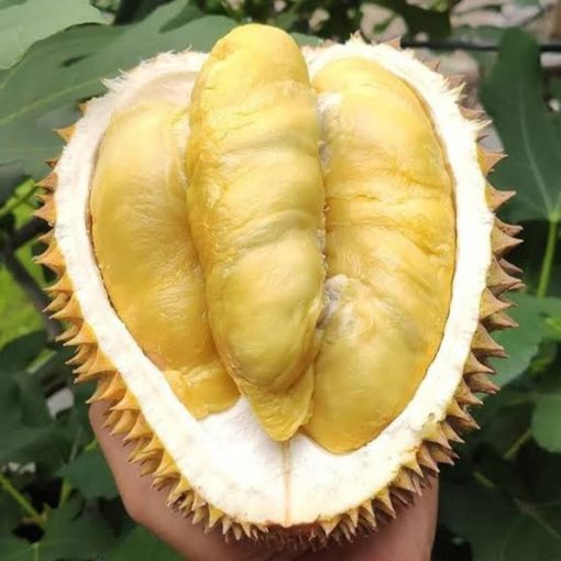 Bibit Durian Duren Monthong Super Unggul Cepat Berbuah Termurah dan Terlaris Parepare