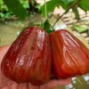 Bibit Jambu Dalhari Merah Jambu Air Manis Cirebon