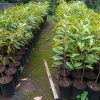 bibit durian musangking okulasi super genjah Mataram