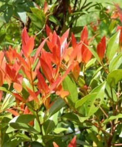 tanaman hias pucuk merah Jawa Timur