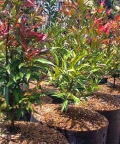 tanaman hias pucuk merah Palopo