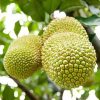 Tanaman Bibit Buah Cempedak Durian Okulasi Cepat Berbuah Tarakan