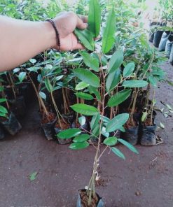 bibit durian musangking kaki 3 hasil okulasi cepat berbuah Lampung
