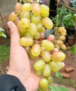 Bibit Anggur Import Jenis Gold finger Sumatra Barat